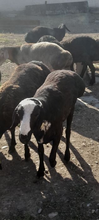 Қошқарлар сатылады