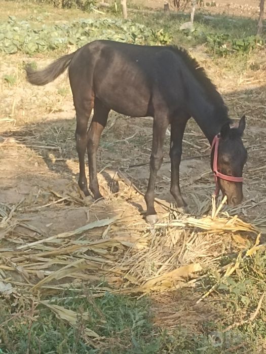 Toylar sotiladi soni 2 ta