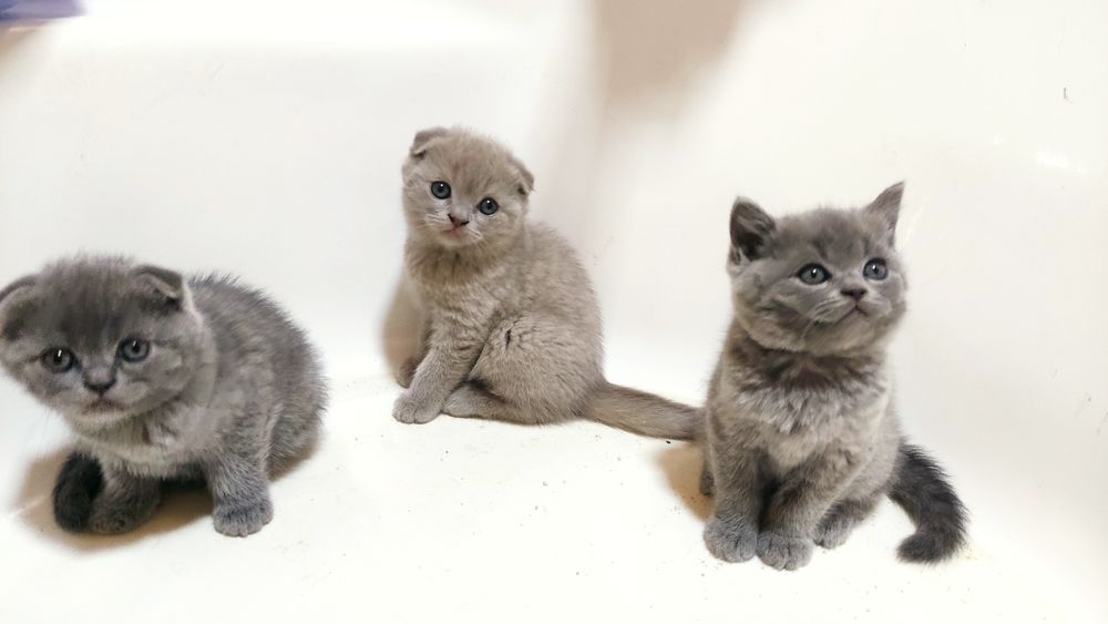 Кошка шотландский вислоухие