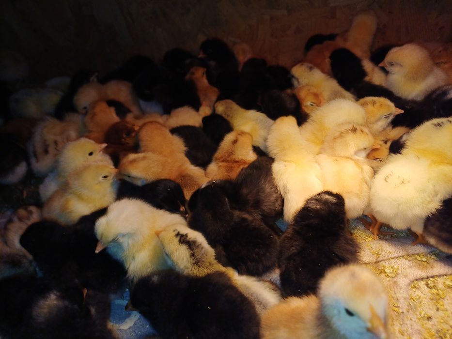 Pui de casă de 3 zile