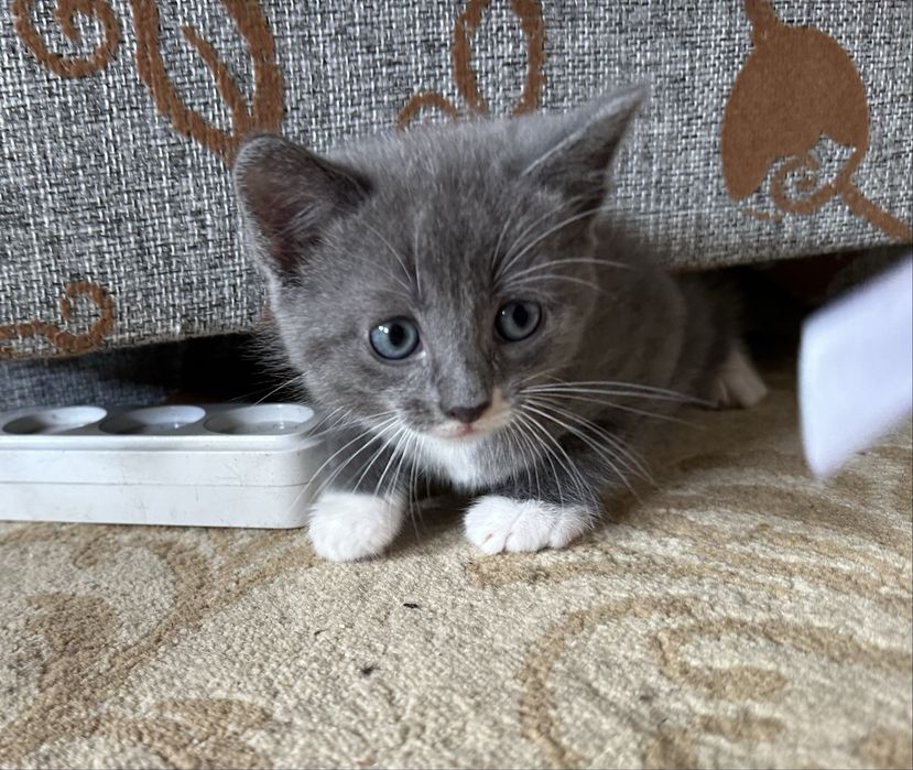 Котята Британцы бесплатно