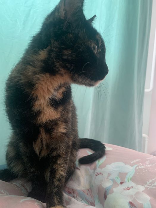 Отдам кошку в хорошие руки, девочка