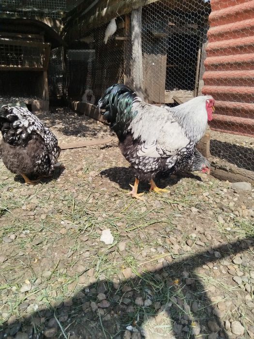 Vând oua de găini sussexi și wiandot