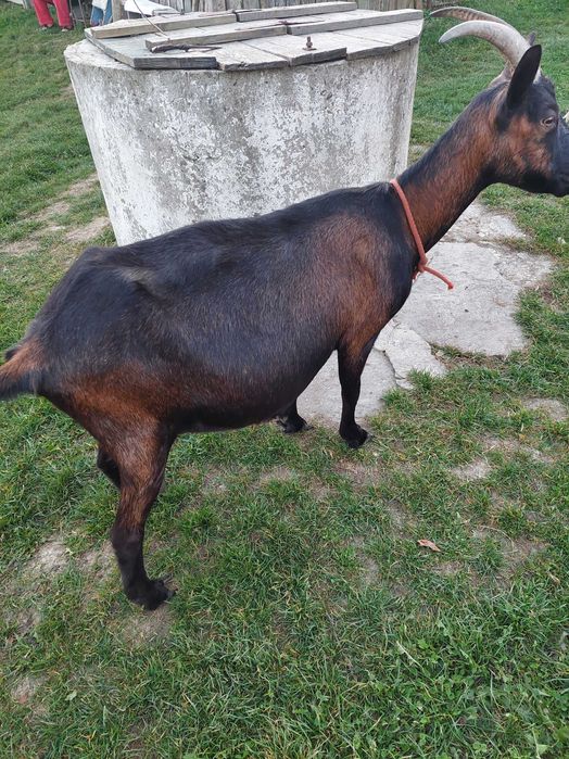 Vând  capre cu iezi