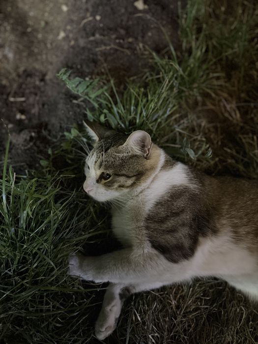 Ищу дом для котенка