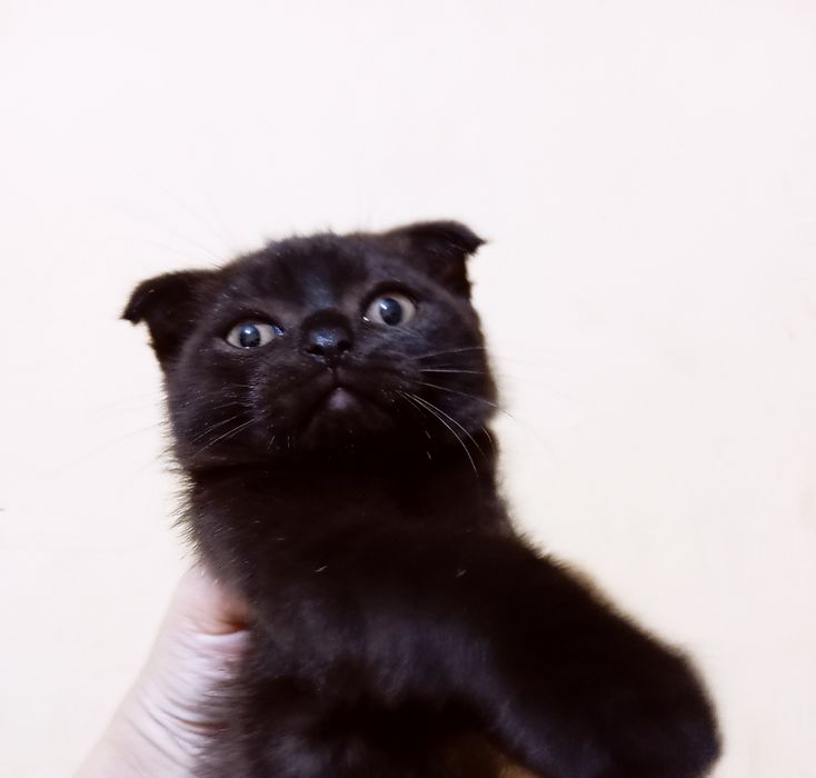 Vera Brejneva ishtirokidagi porno va erotik