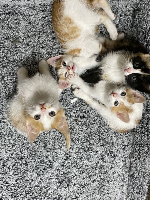 Подарявам малко коте