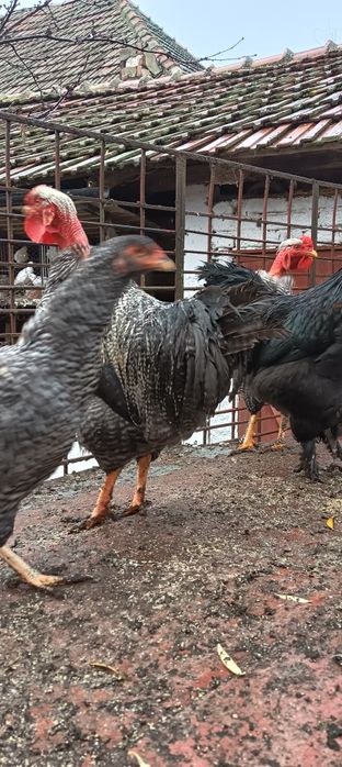 Cocoși tineret 2025