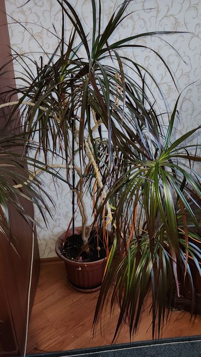 Продам комнатное растение