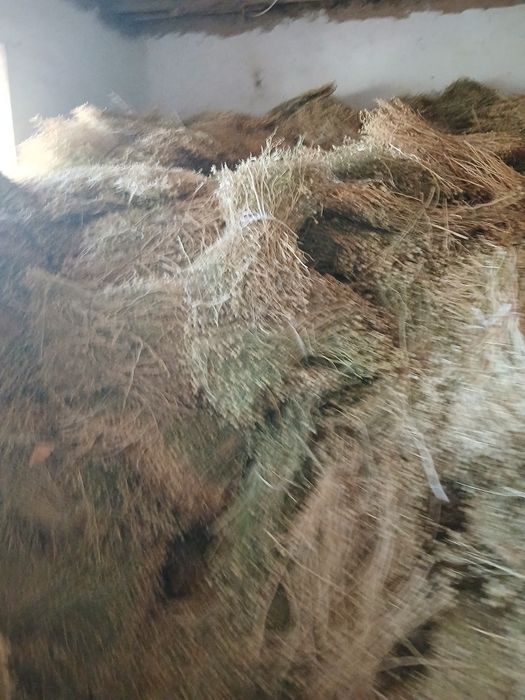 Иссирик Гармала Кашкадарьинский