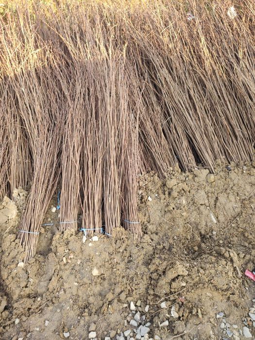 Puieti salcâm frasin fag carpen ulm plop mesteacăn brad molid Tei arin