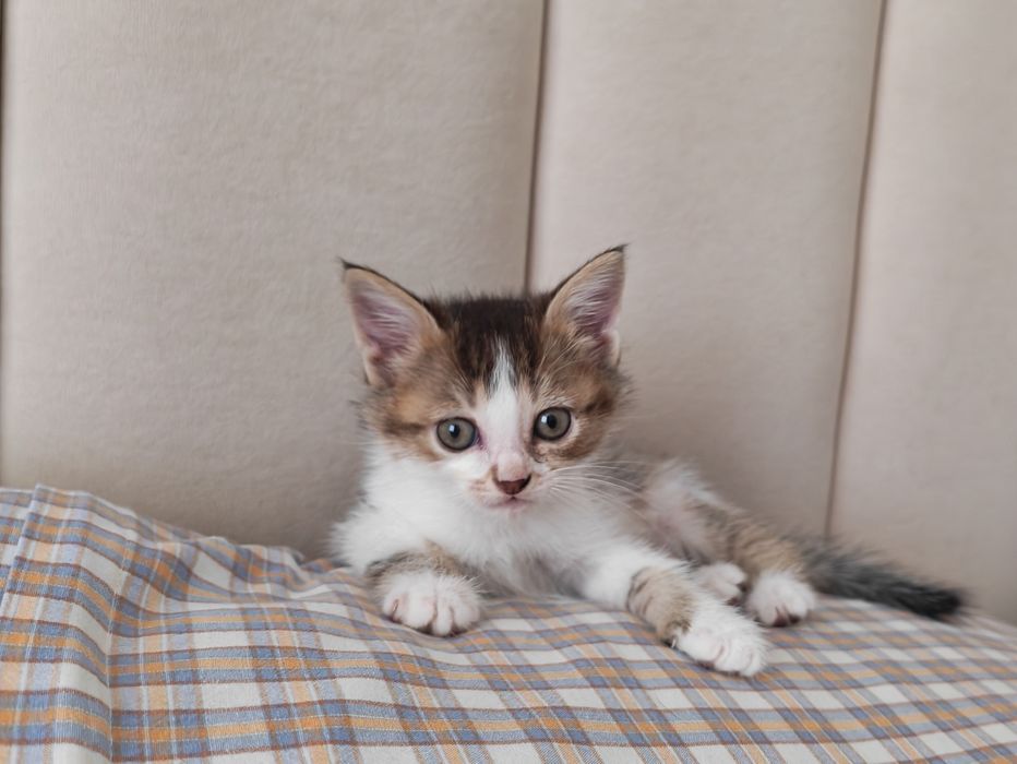 Котёнок девочка в добрые руки