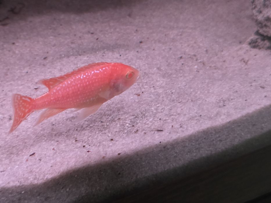 Красная орхидея альбино