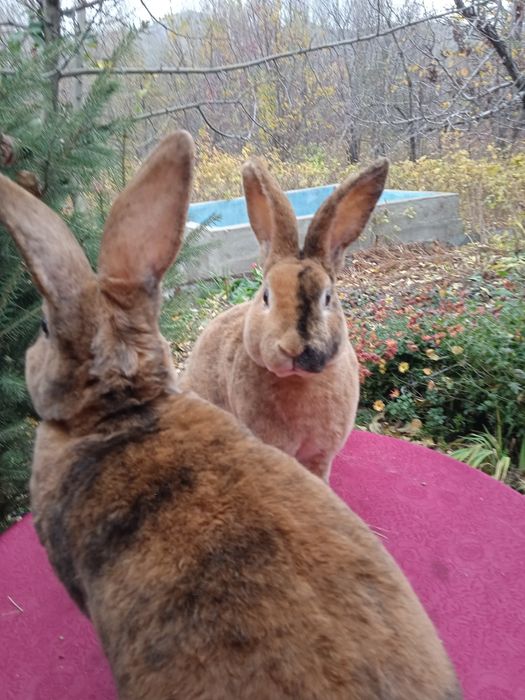 Продам мясо кролика.