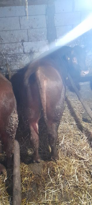 7 taurassi angus