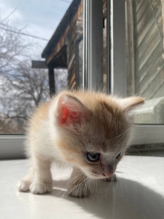 Отдам котят в добрые руки