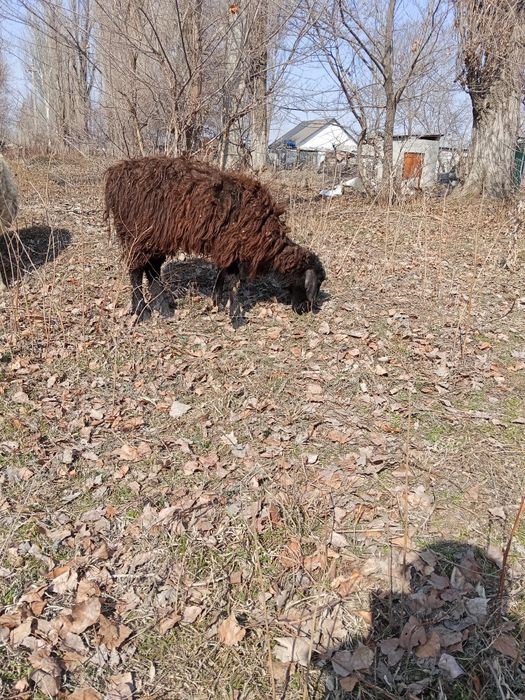 Қошқар мен тоқты сатылады