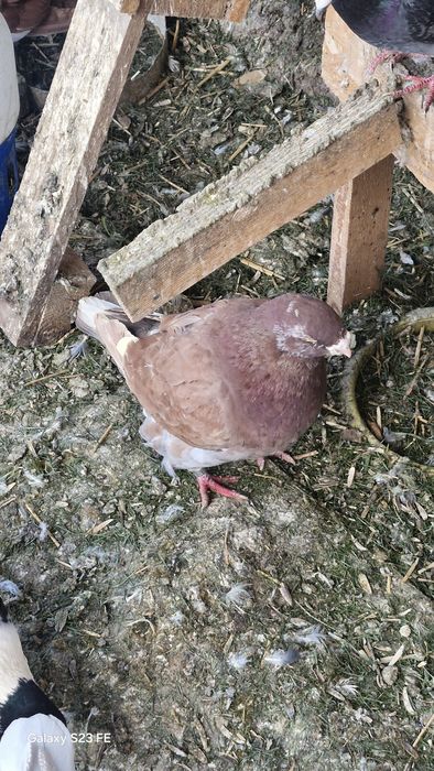 De vanzare porumbei americani