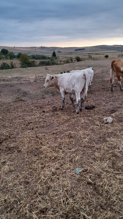 Taurasi de vanzare
