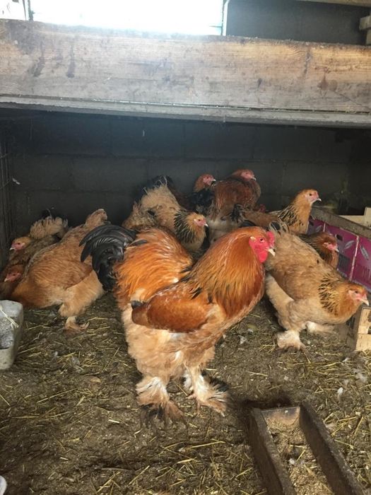 Брама Яйца по 900 тг