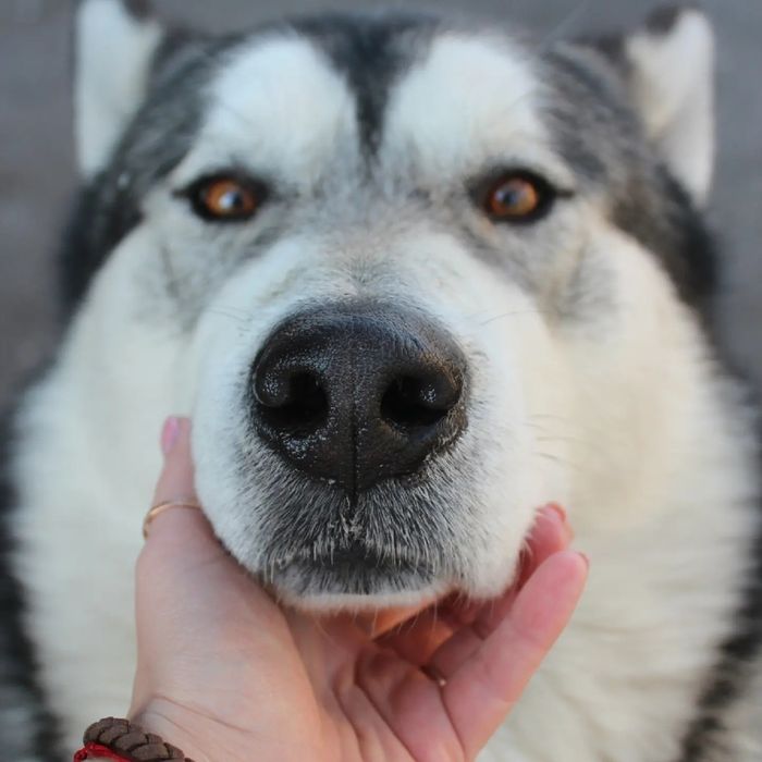 Ищем подружку для свиданий