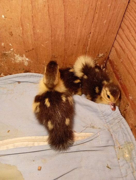 Продам индоутят.