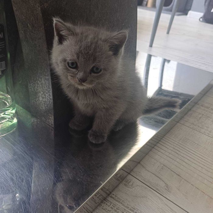 Котенца Британчета