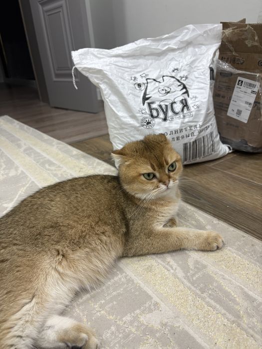 Котик вислоухий рыжий