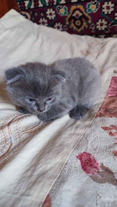 Отдам котят красивых мальчик и девочка