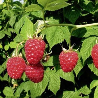 Продам саженцы малины крупной