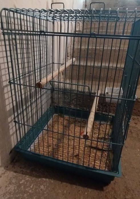 Cusca papagali medii-mari