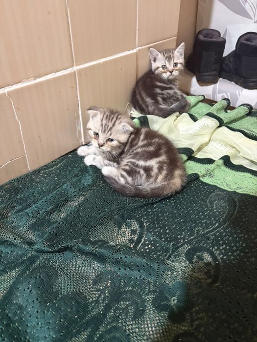 Вислоухие котята