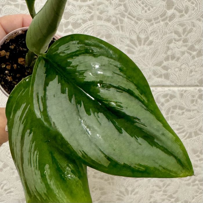 Сциндапсус Суматра! Эпипремнум! Комнатные цветы!