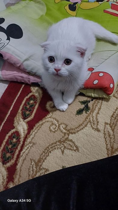 Scotish fold mushuk bolasi 5 oylik