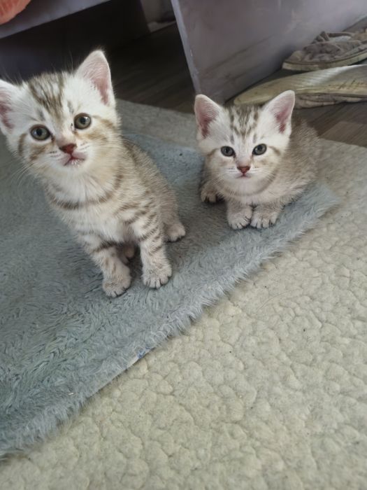 Отдам котят в добрые руки