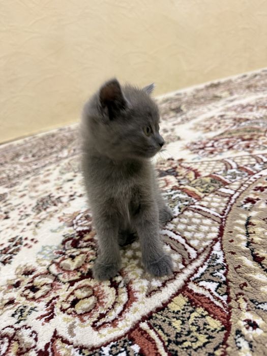Скотиш фолд вислоухие и с обычными ушками