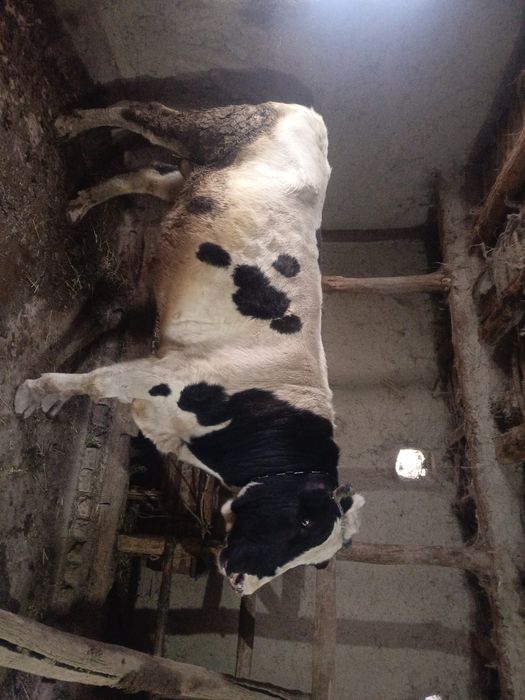 Йемланган таййор бука