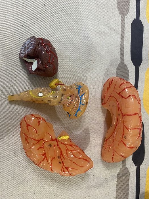 Анатомичен мозък със 100% точност