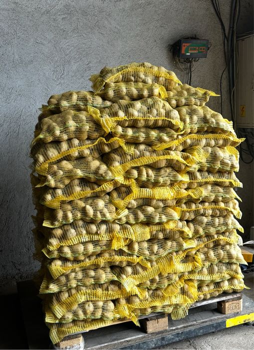 Картофи сорт сорая – фракция 50+