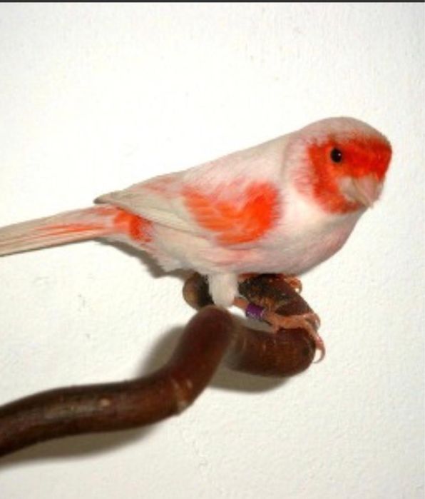 Canari de vanzare