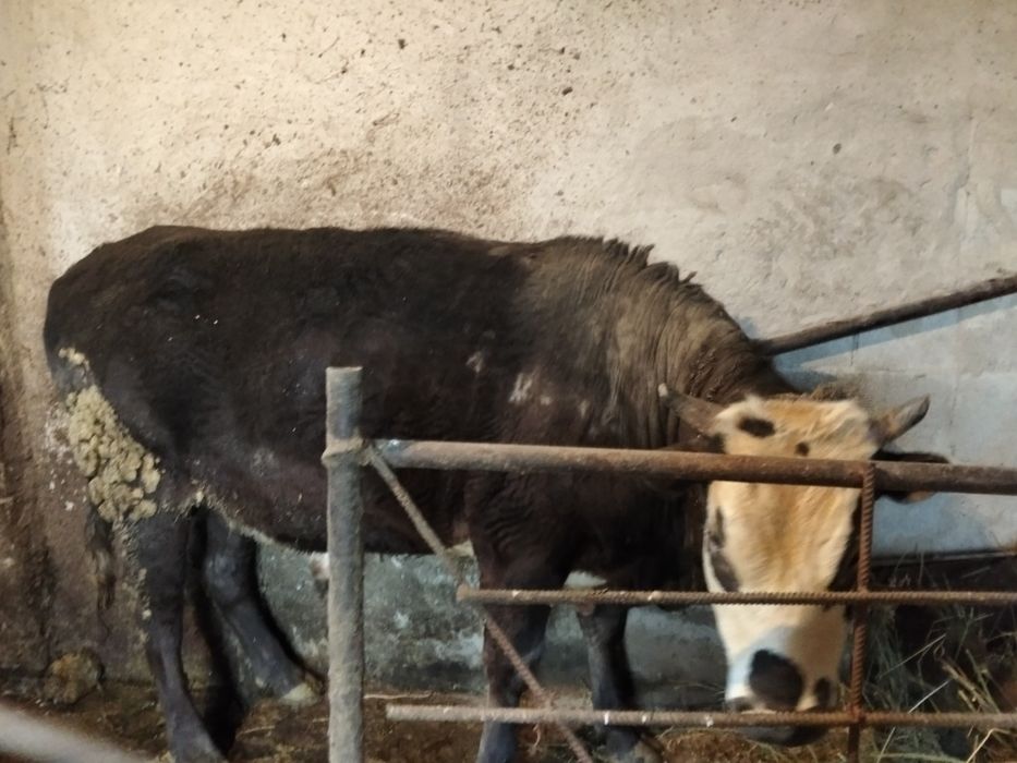 Шұғыл түрде 800 000тг  бұқа сатам.