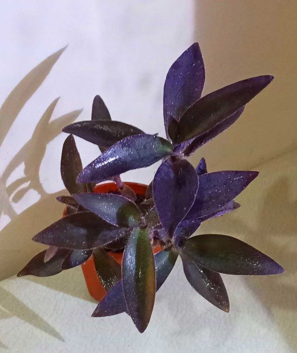 Продам. Сеткреазия пурпурная.