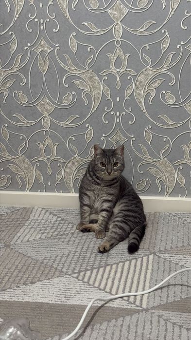 отдам кошку в хорошие руке