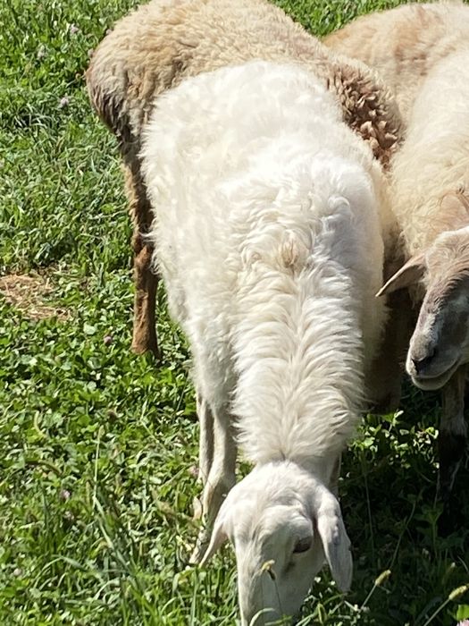 Ақ кой сатылады