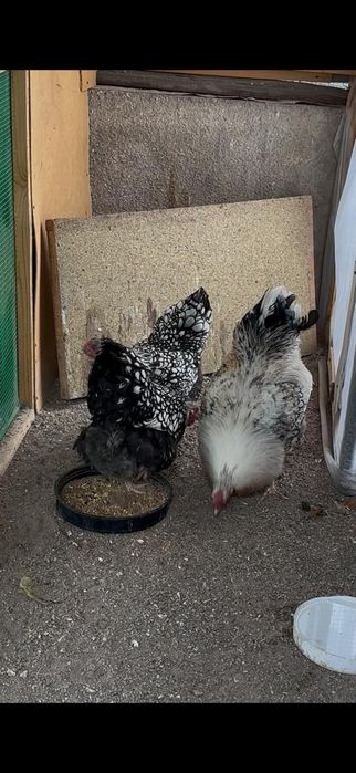 Виандот серебро семейка