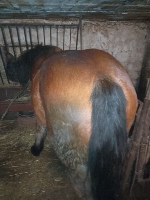 Vând mânză semigrea