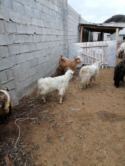 Лакты ешкимер серке теке