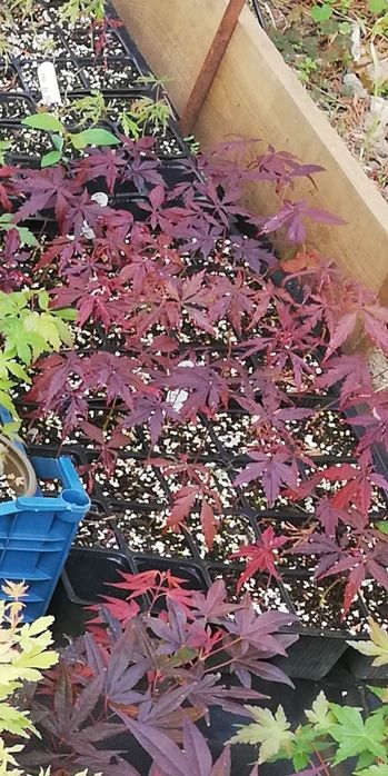 Seminte Artar Japonez Rosu/Verde (Acer Palmatum) 2025