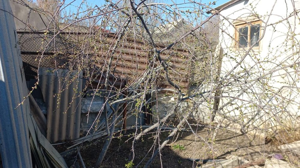 Саженцы местные.