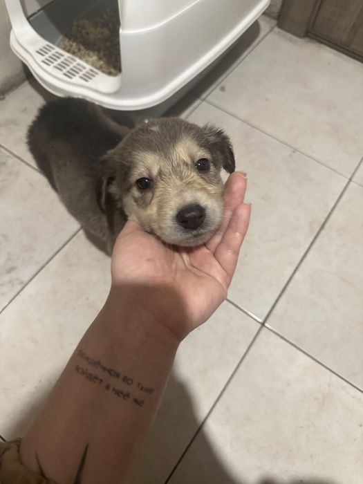 Маленький щеночек